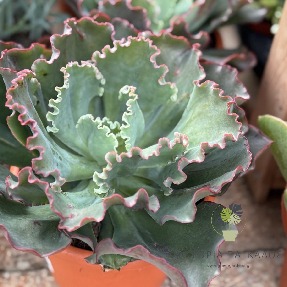 🌵 ΕΧΕΒΕΡΙΑ – Echeveria - 2